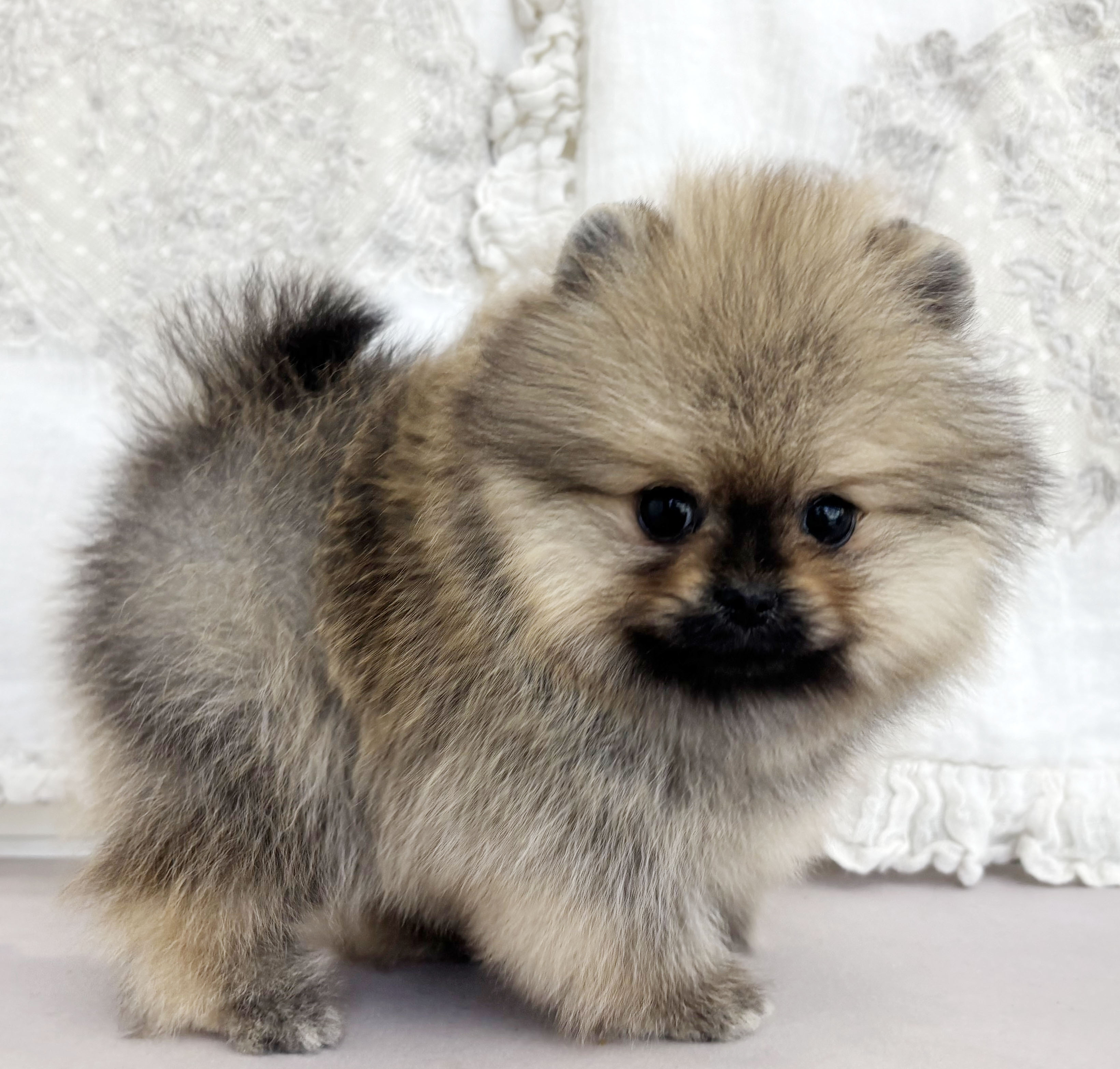 [할인분양가50만원]포메라니안/여아