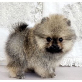 [할인분양가50만원]포메라니안/여아