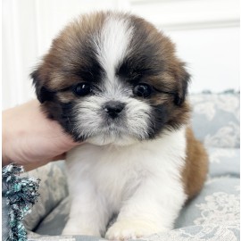 책임분양가[25만]시츄/여아