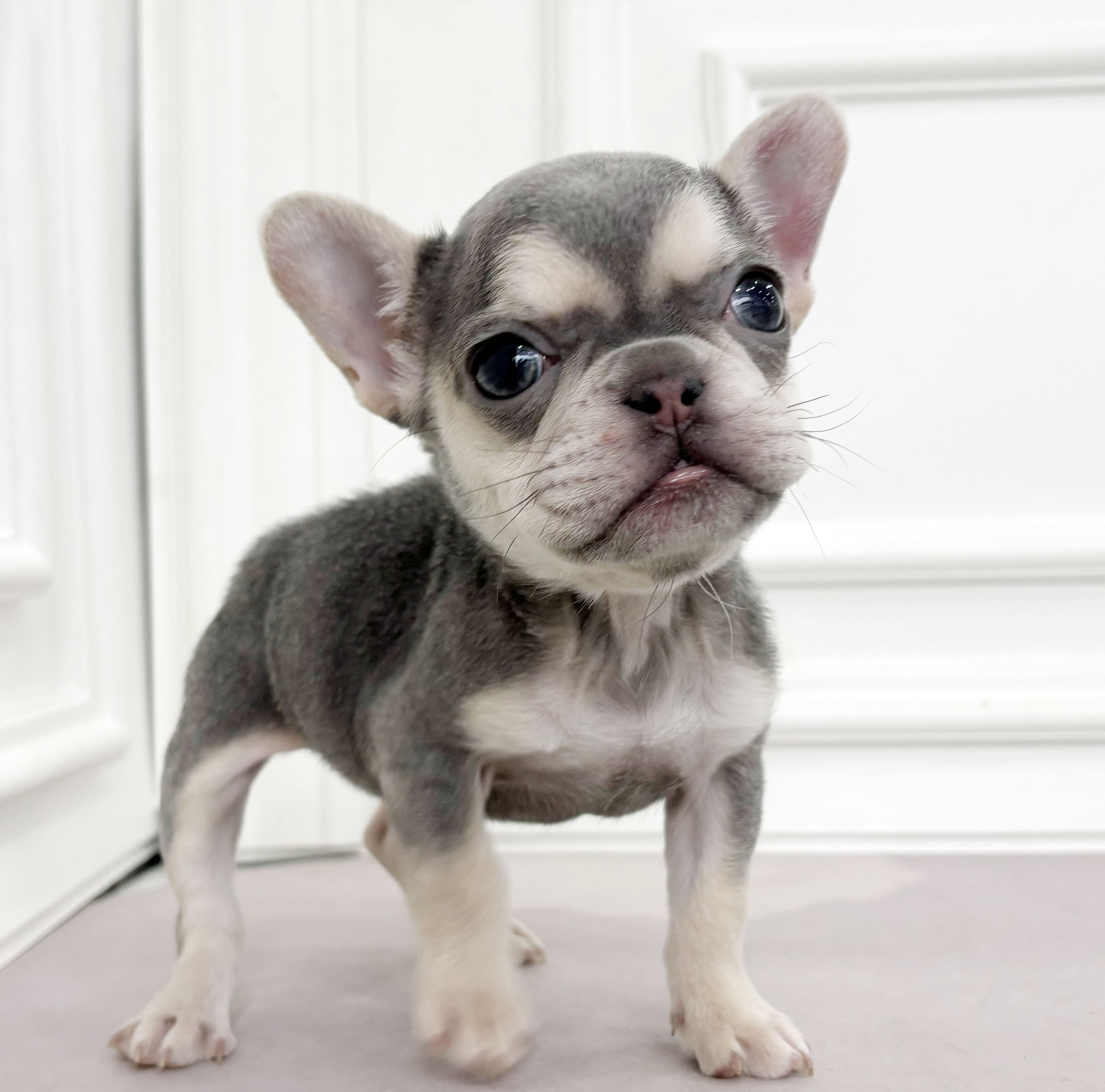 [할인분양가85만]프렌치불독/여아