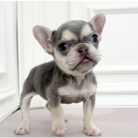 [할인분양가85만]프렌치불독/여아