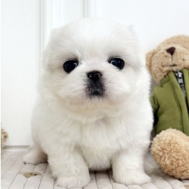페키니즈/여아