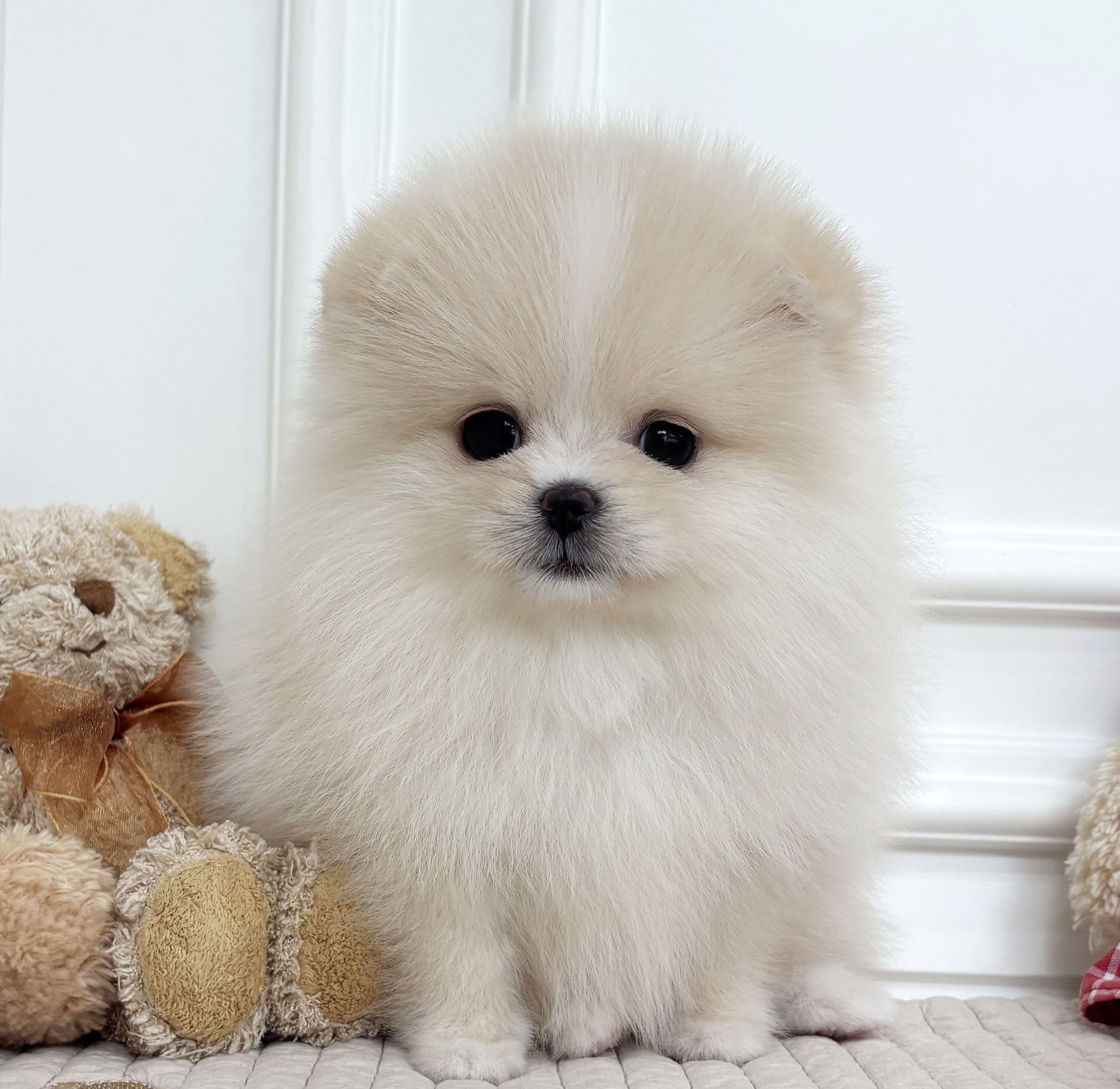 포메라니안/여아