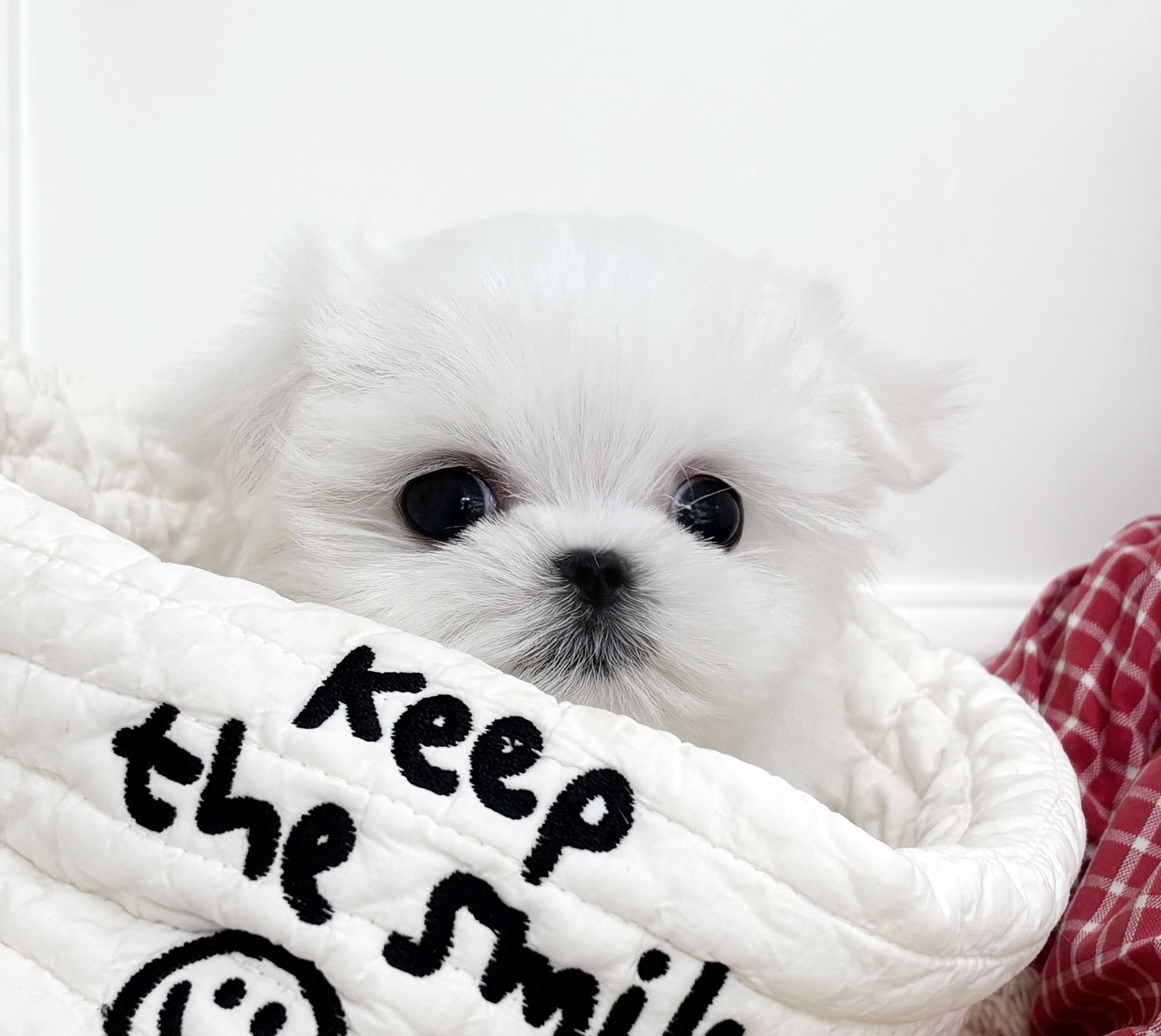 미니말티즈/남아