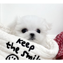 미니말티즈/남아