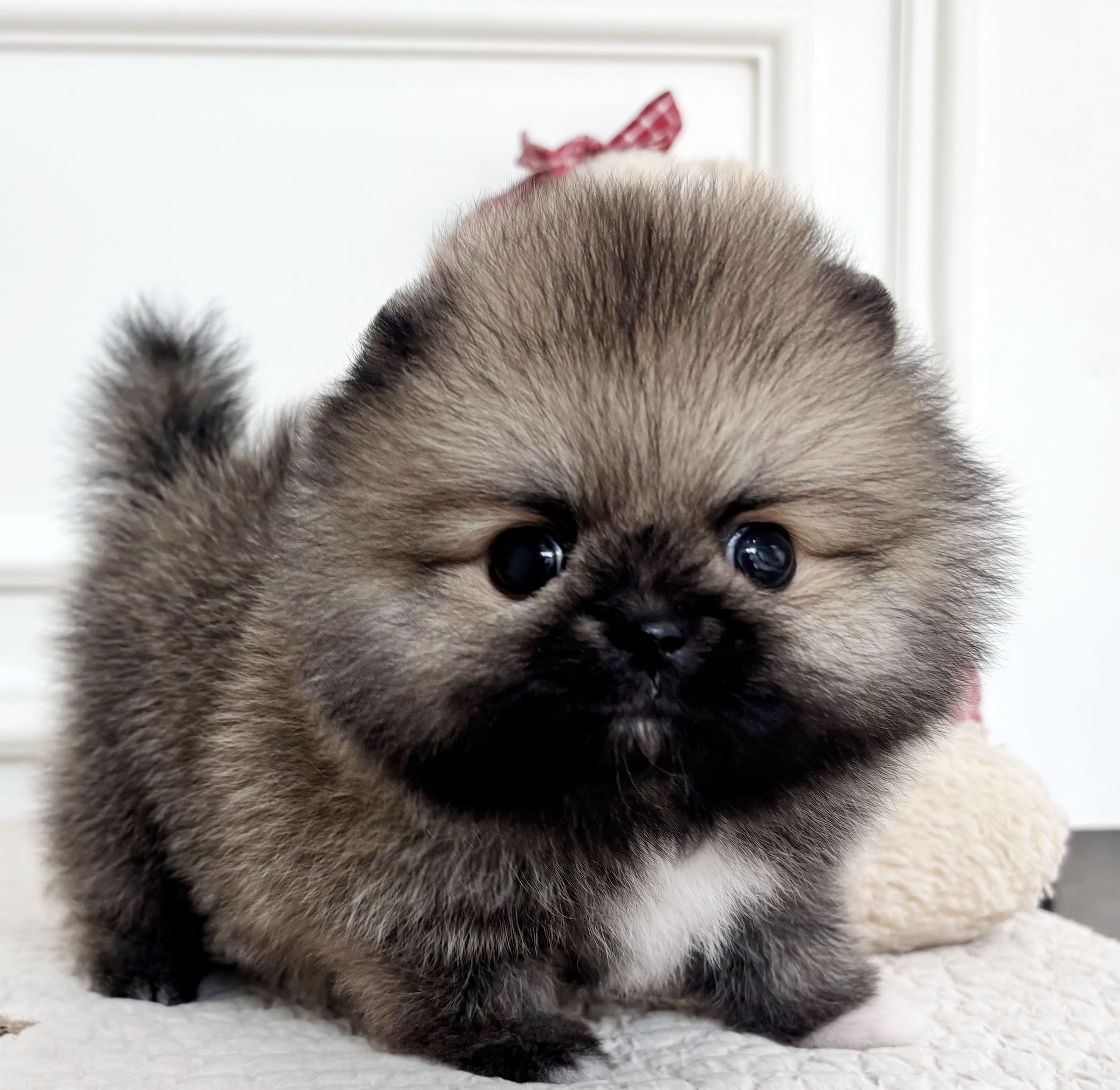 포메라니안/남아