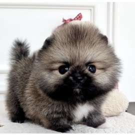 포메라니안/남아