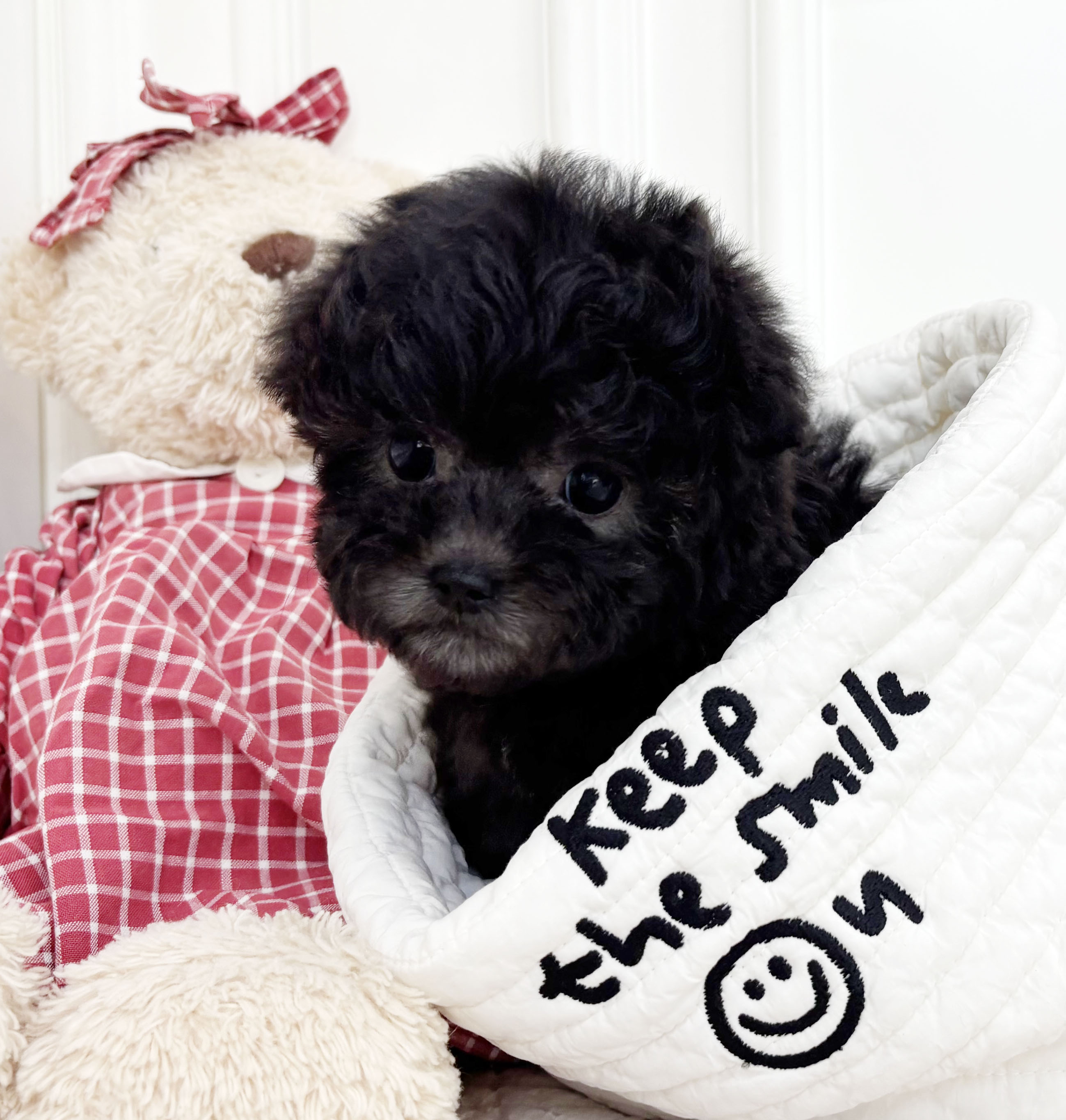 토이실버푸들/여아