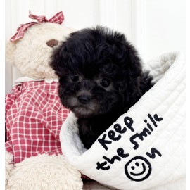 토이실버푸들/여아