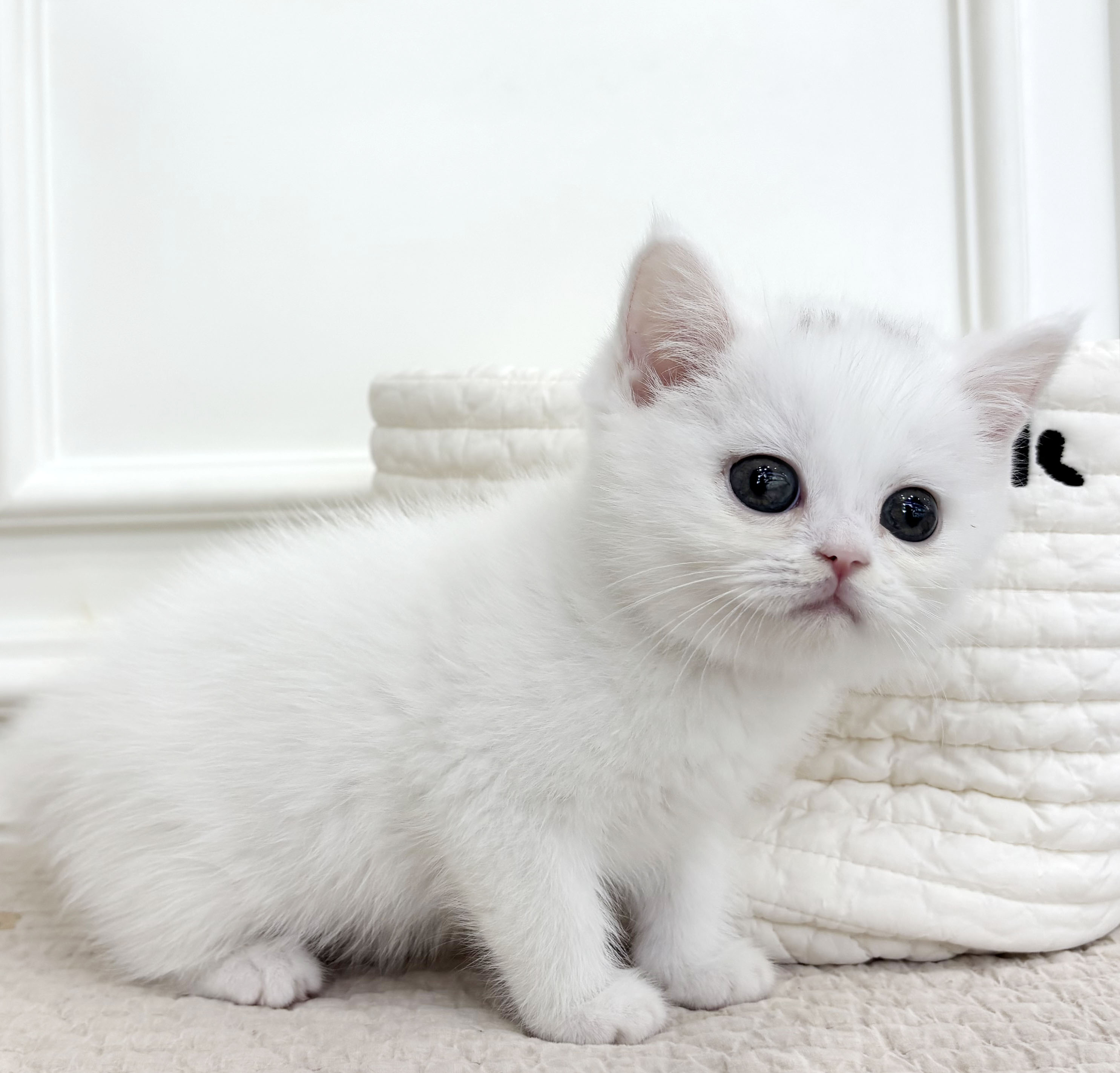 브리티쉬 숏헤어/여아