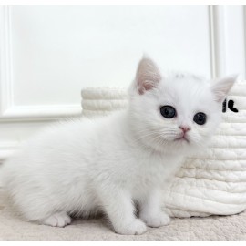 브리티쉬 숏헤어/여아