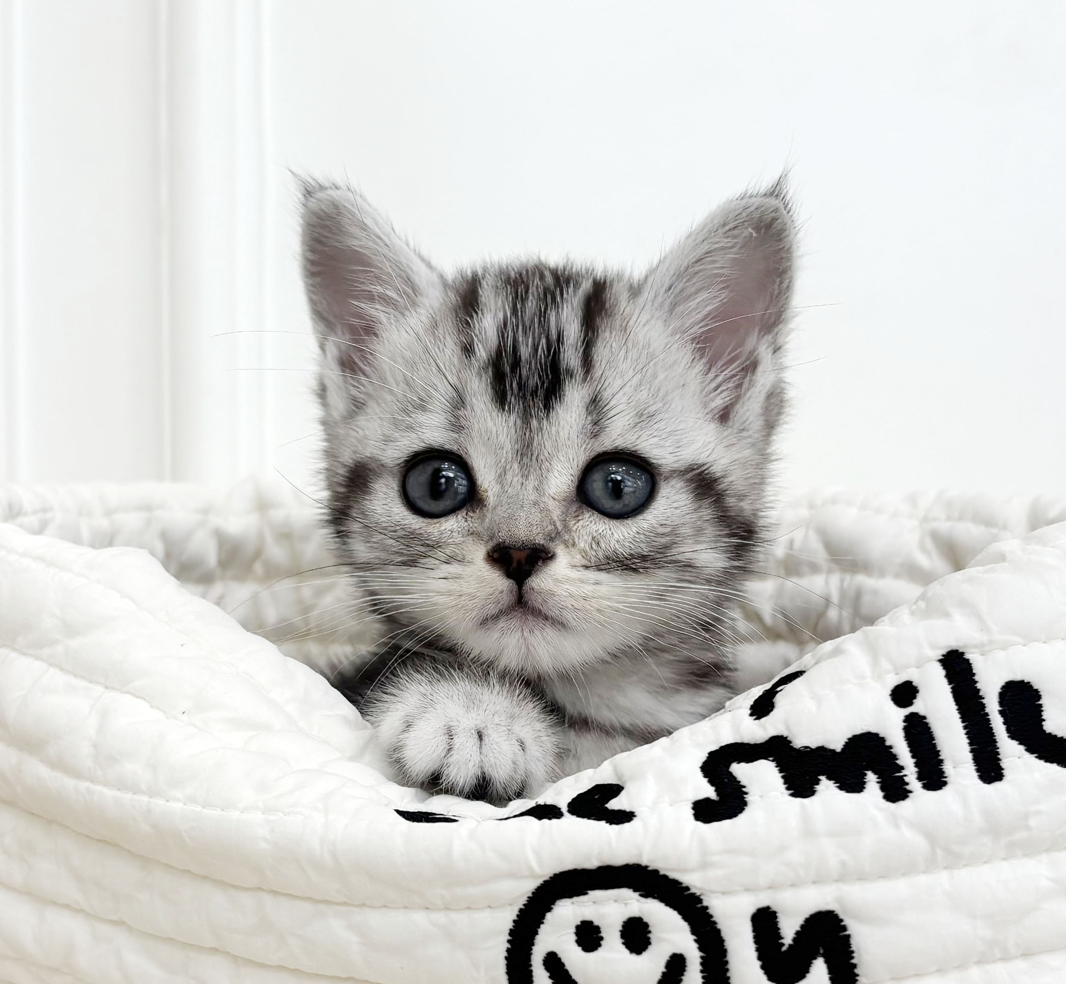 아메리칸 숏헤어/여아