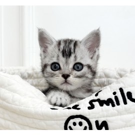 아메리칸 숏헤어/여아