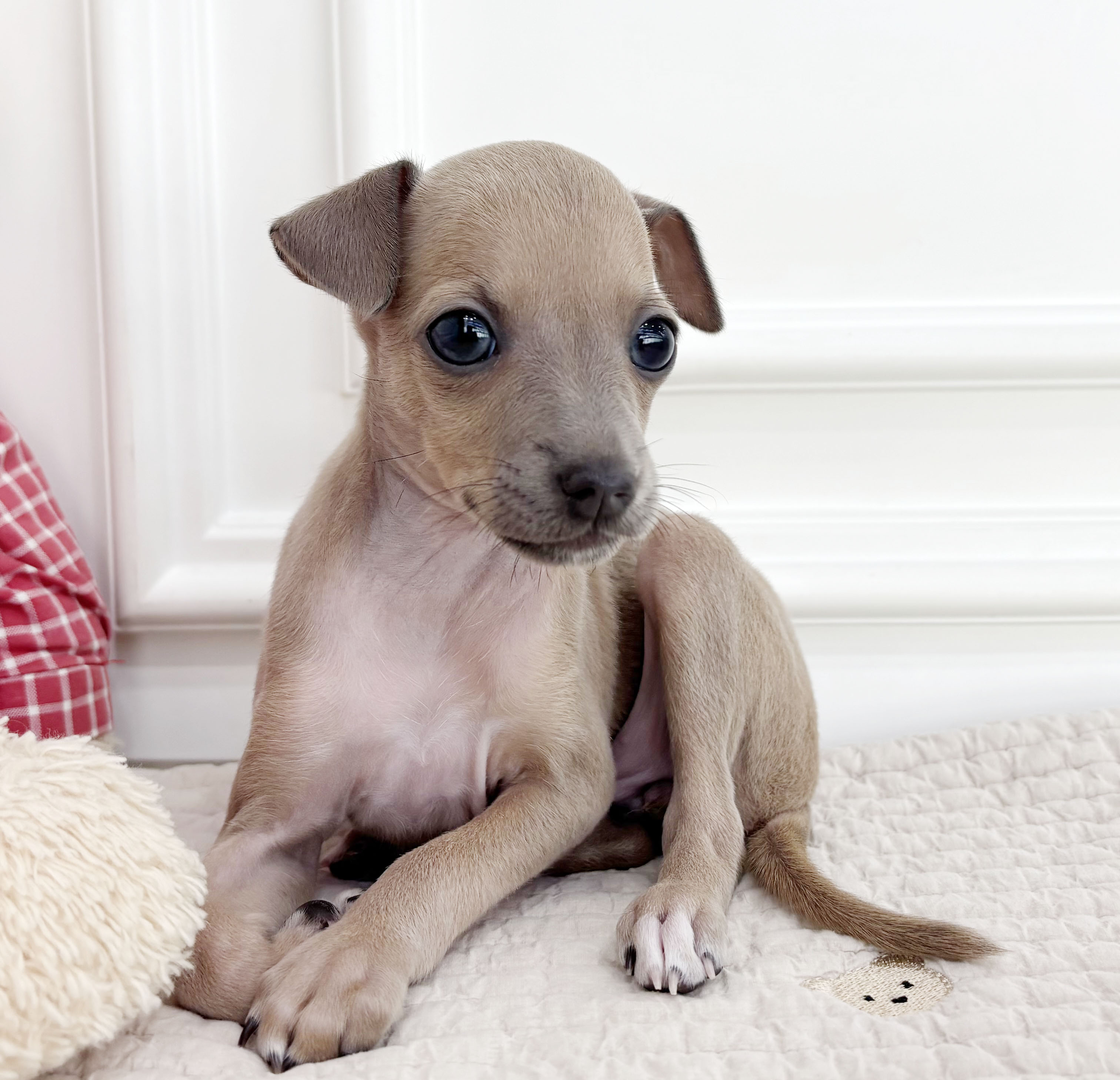 이탈리안그레이하운드/여아