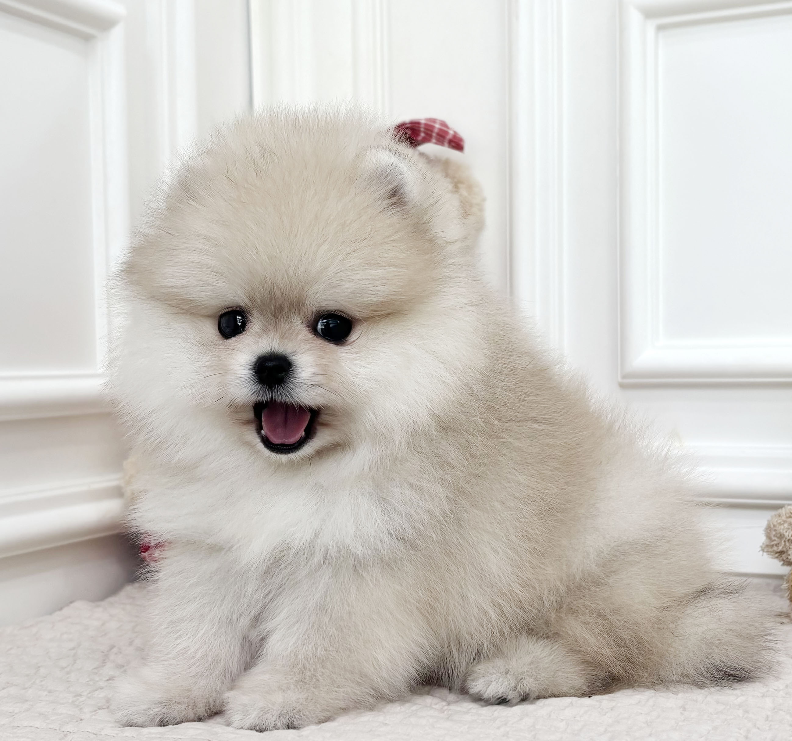 포메라니안/남아