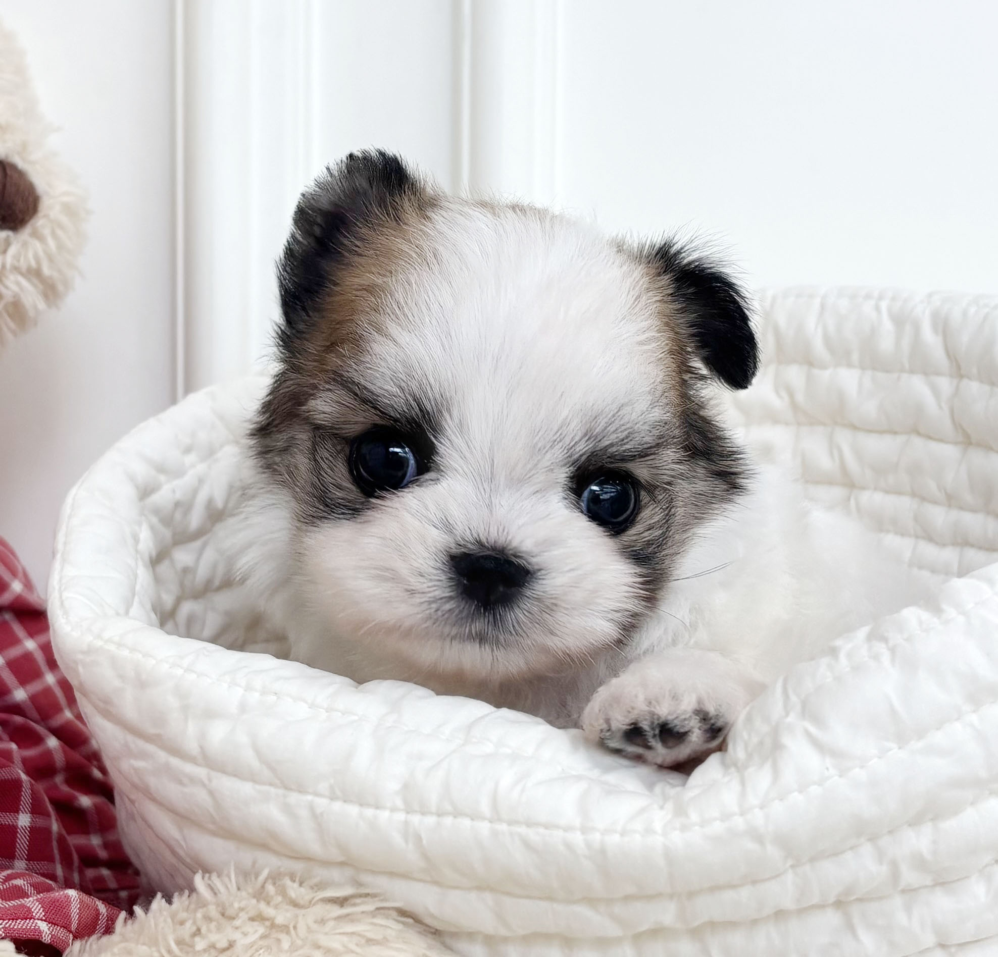 몰치(말티즈+치와와)/남아