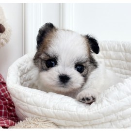 몰치(말티즈+치와와)/남아