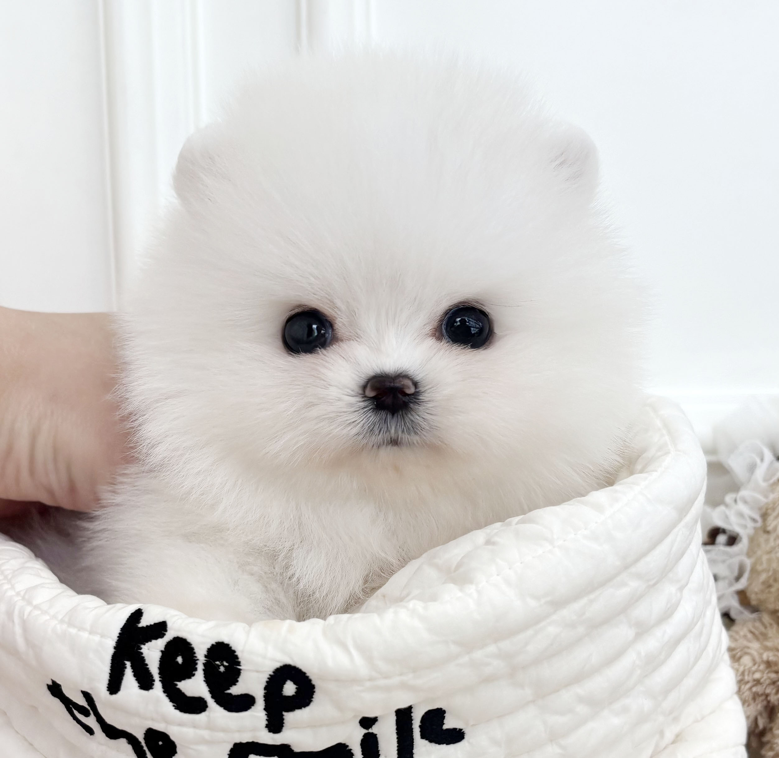 포메라니안/여아