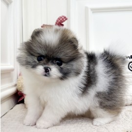 포메라니안/남아