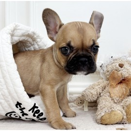 프렌치불독/여아