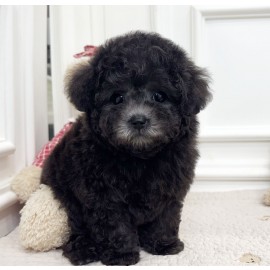 토이실버푸들/남아