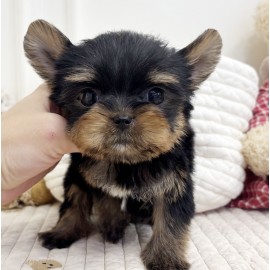 요크셔테리어/여아