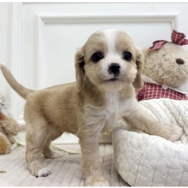 코카 스패니얼/여아