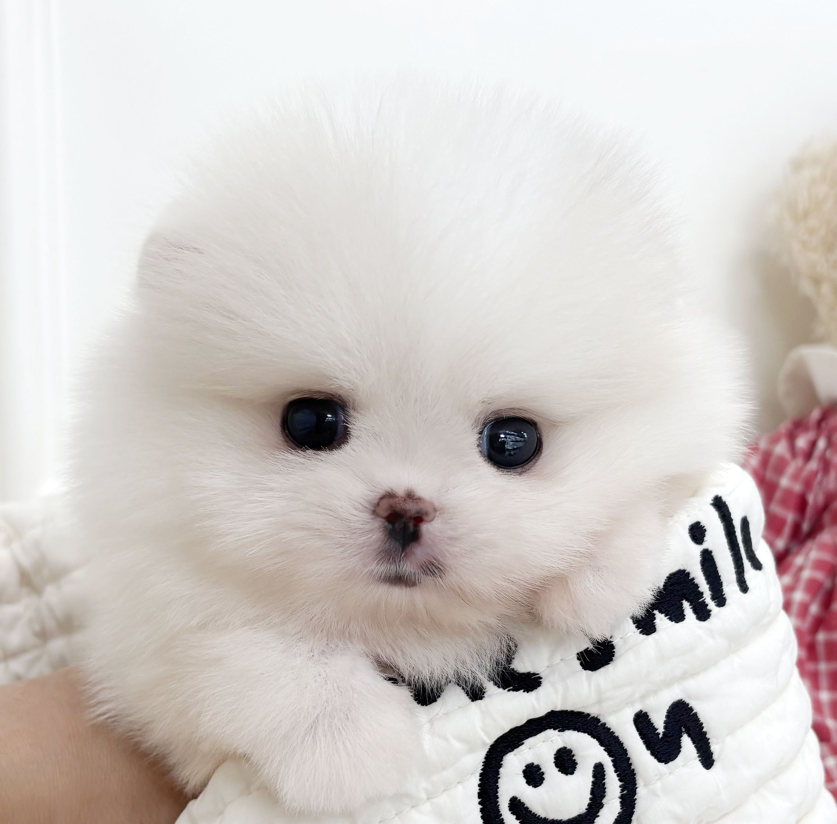 포메라니안/여아