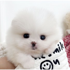 포메라니안/여아