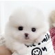 포메라니안/여아