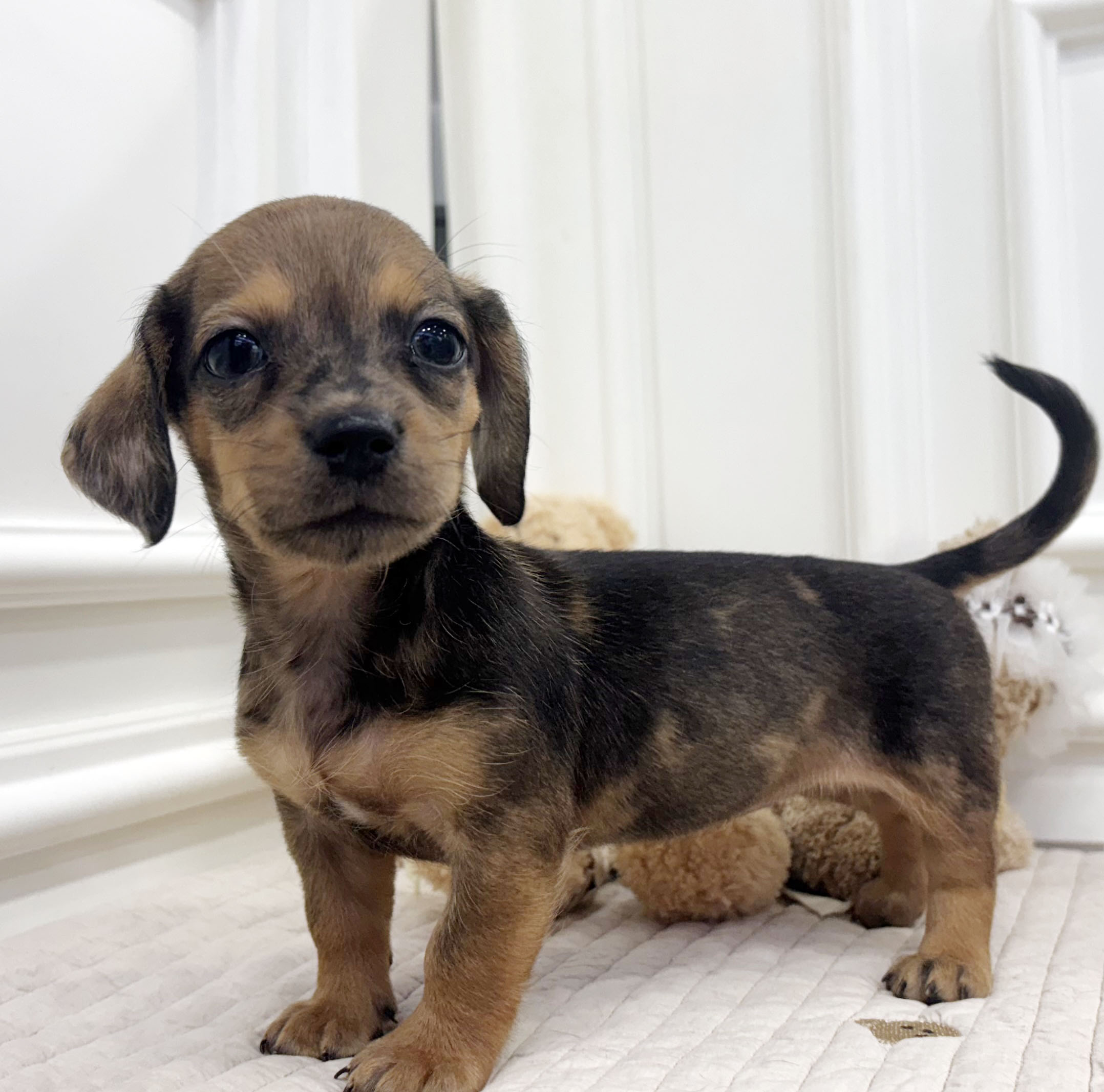 멀 닥스훈트/여아