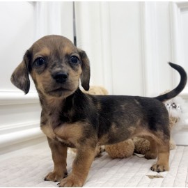 멀 닥스훈트/여아