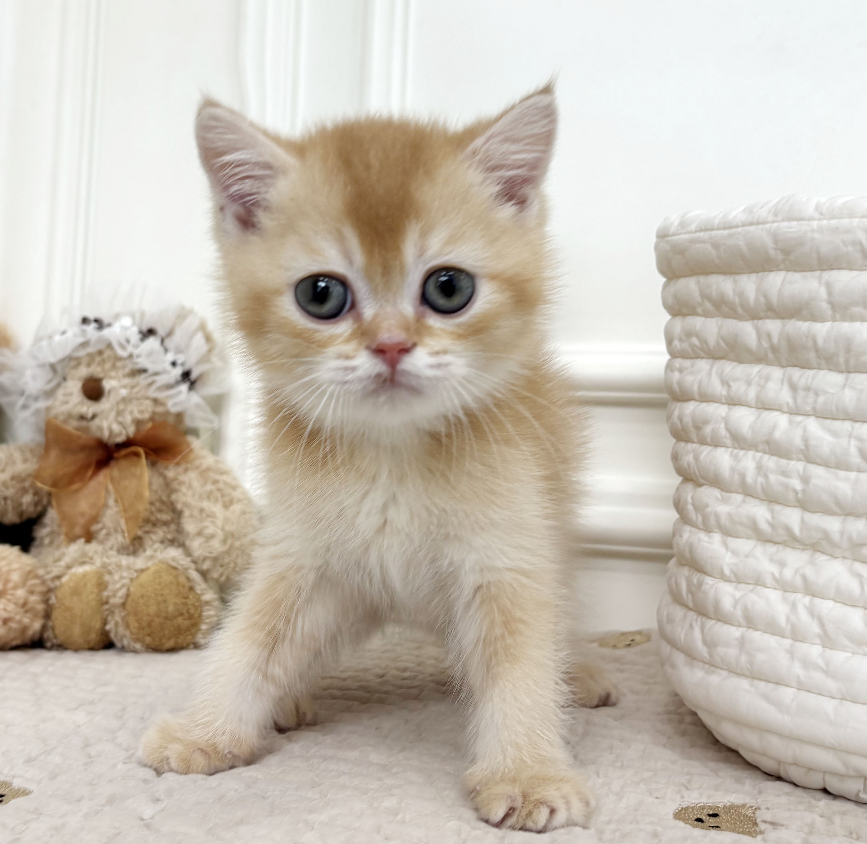 [할인분양/40만원]브리티쉬 숏헤어/남아
