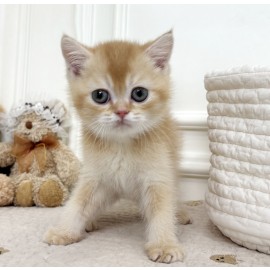 [할인분양/40만원]브리티쉬 숏헤어/남아