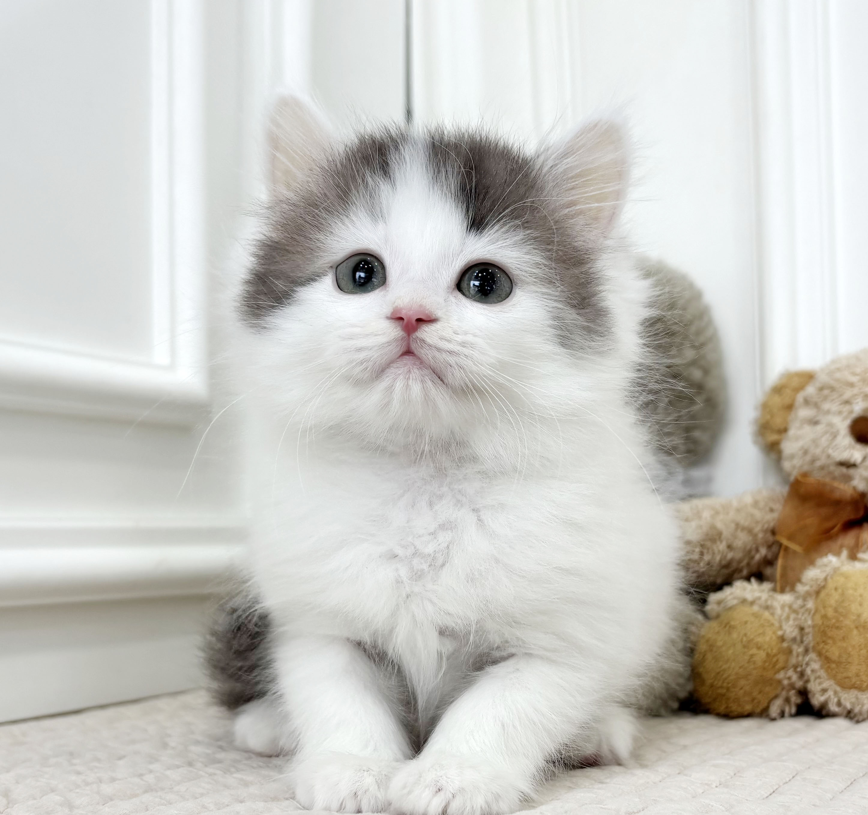 [책임분양/8만원]노르웨이숲/남아