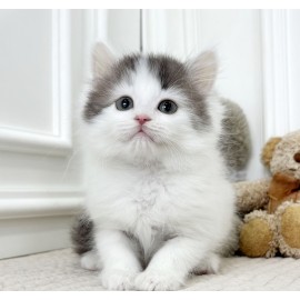 [책임분양/8만원]노르웨이숲/남아