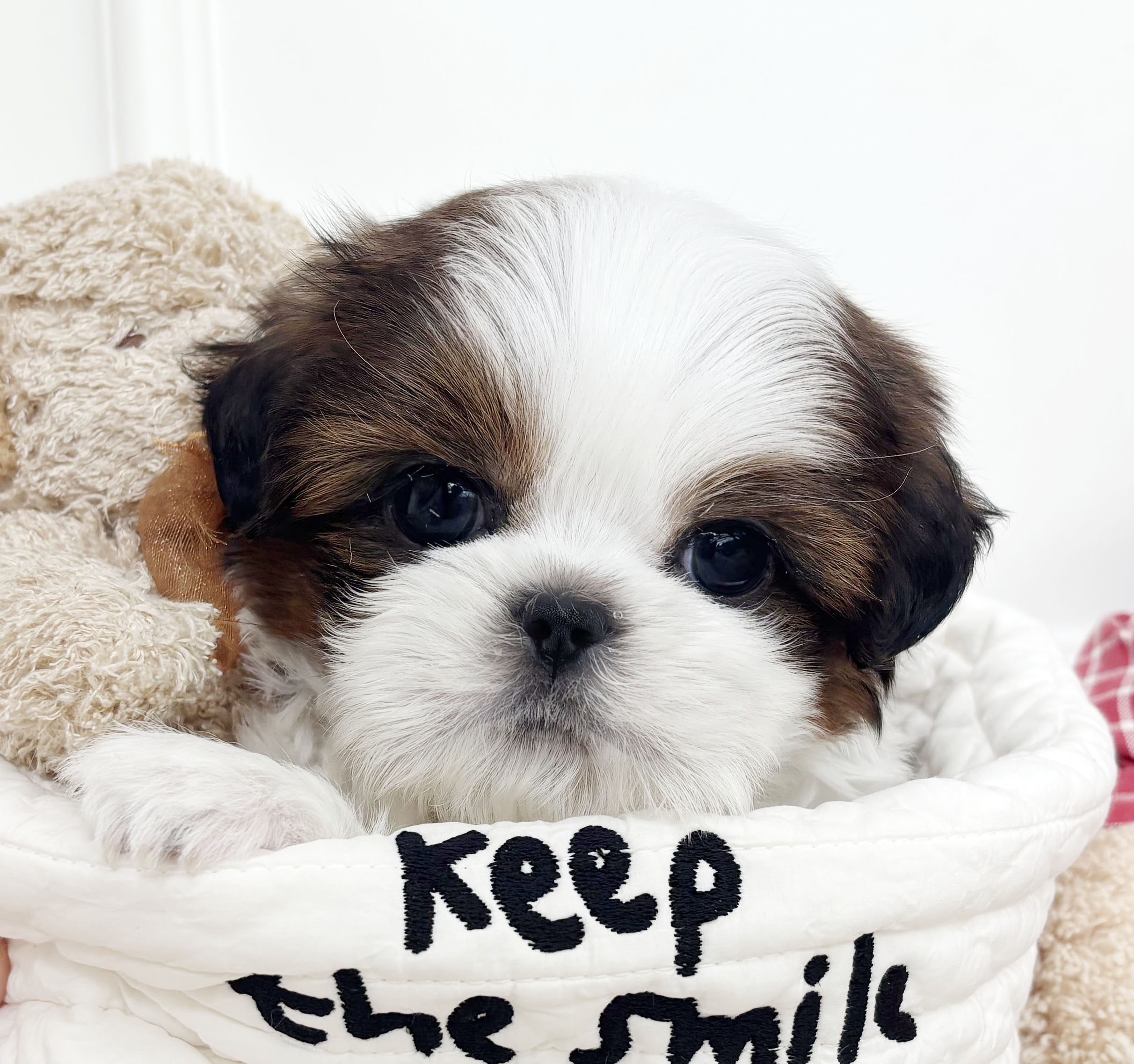 [책임분양/30만원]시츄/남아