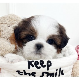 [책임분양/30만원]시츄/남아