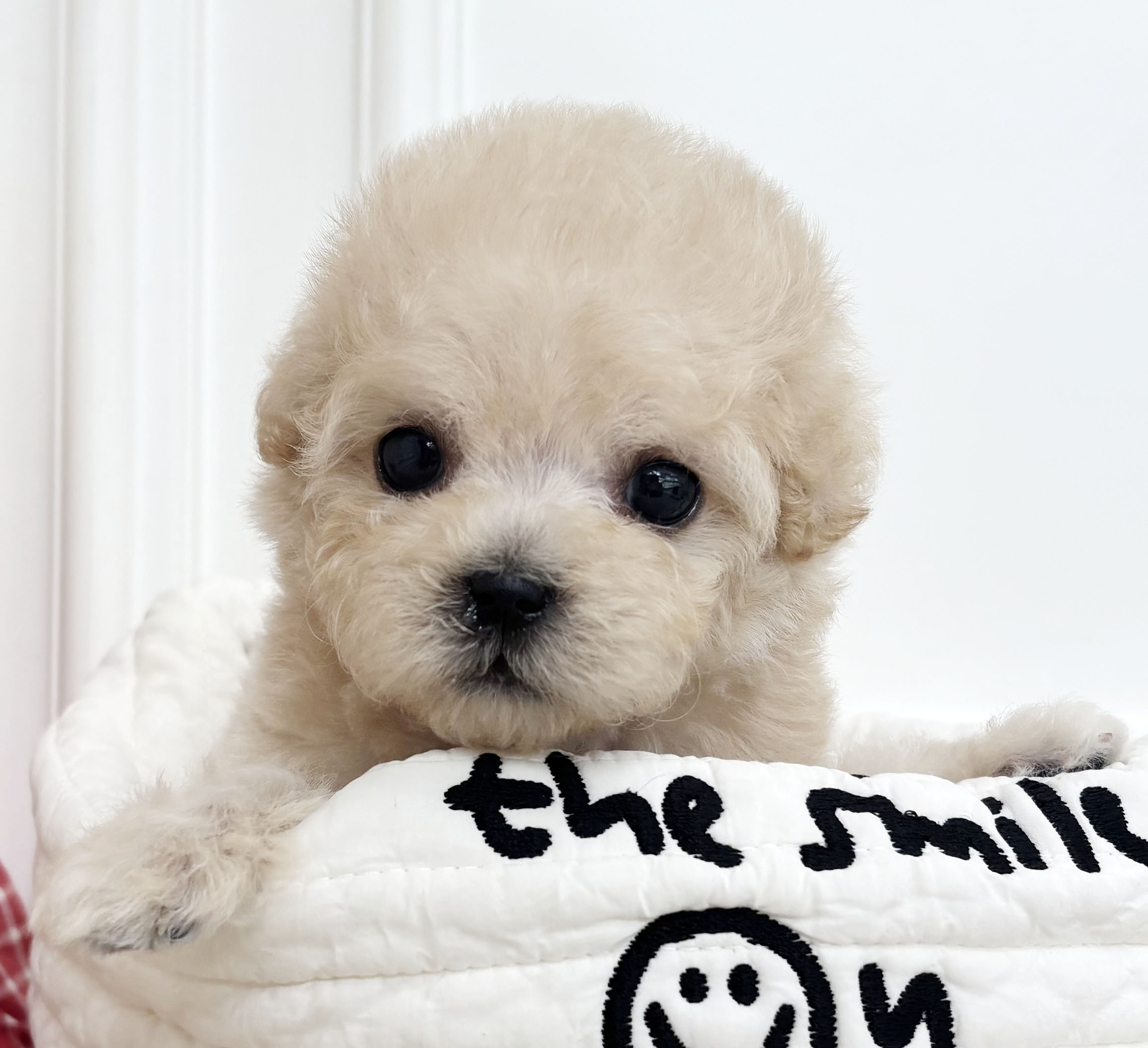 [책임분양/분양가30만원]말티푸/여아