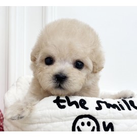 [책임분양/분양가30만원]말티푸/여아