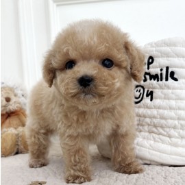 [책임분양/분양가25만원]말티푸/남아