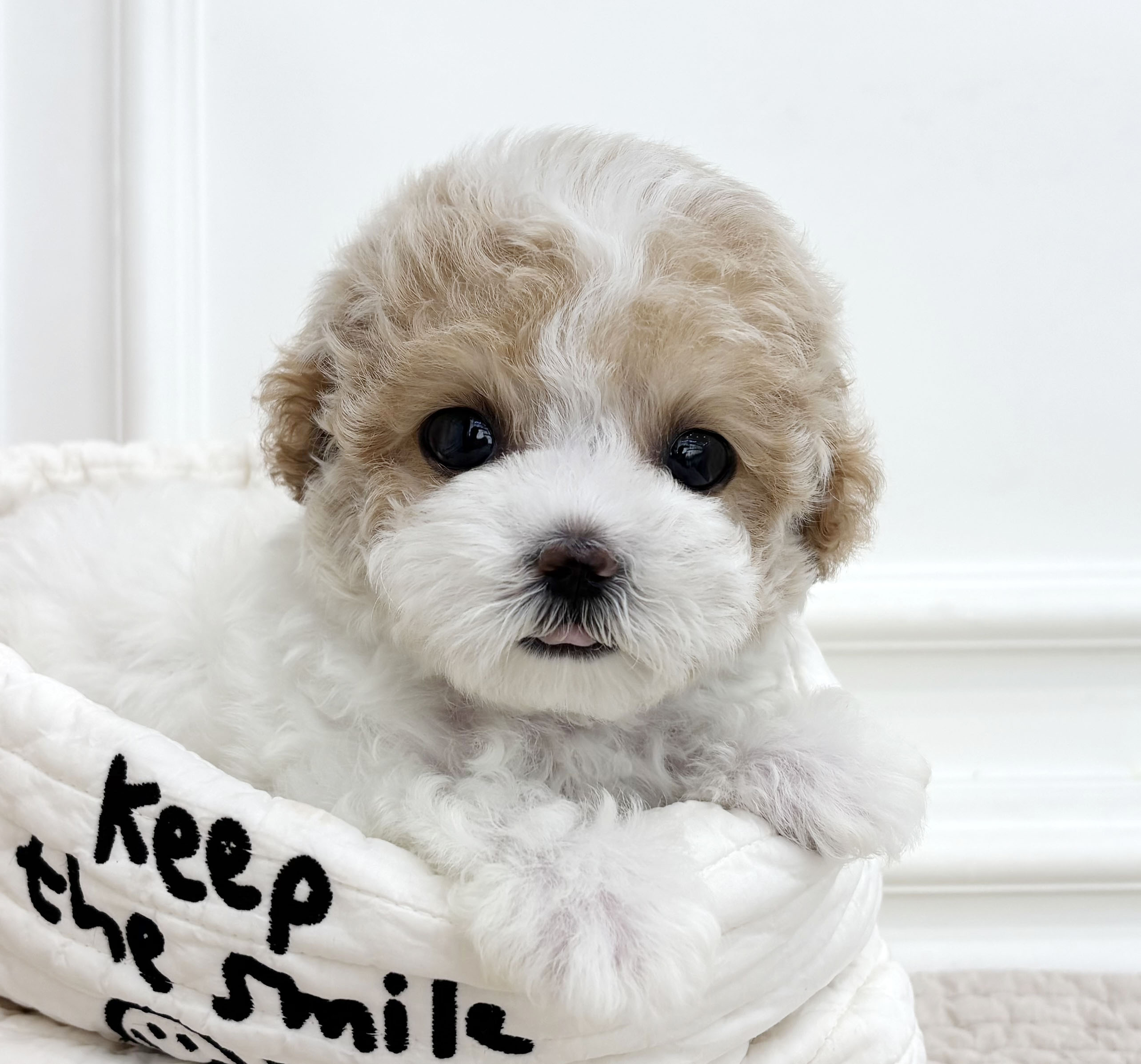 [책임분양/분양가45만원]푸숑/여아