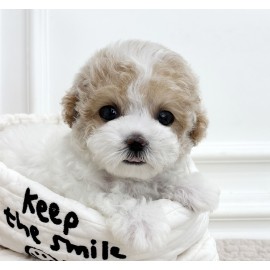 [책임분양/분양가45만원]푸숑/여아