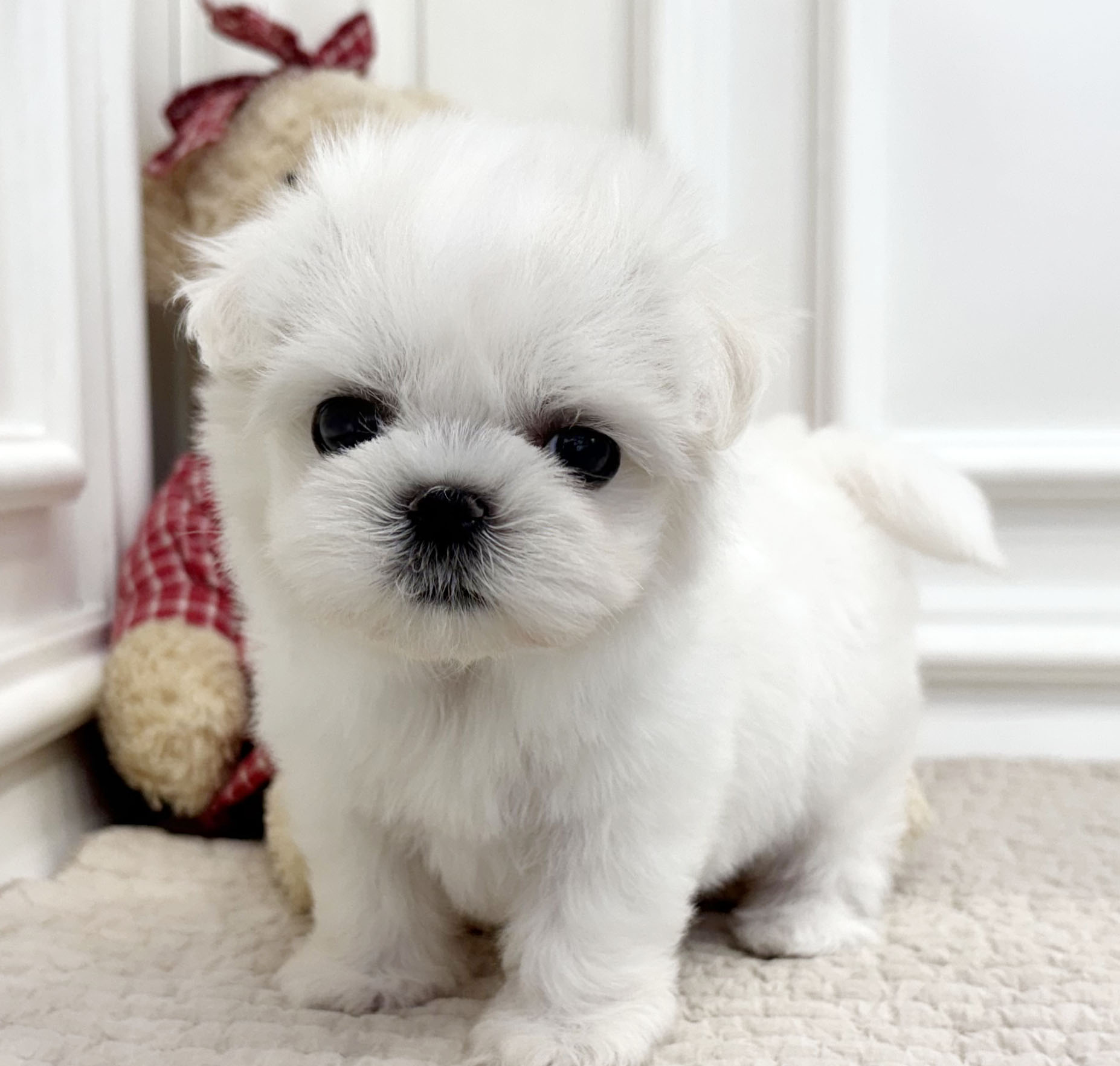 [할인분양/분양가65만원]말티즈/여아