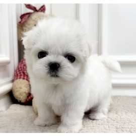 [할인분양/분양가65만원]말티즈/여아