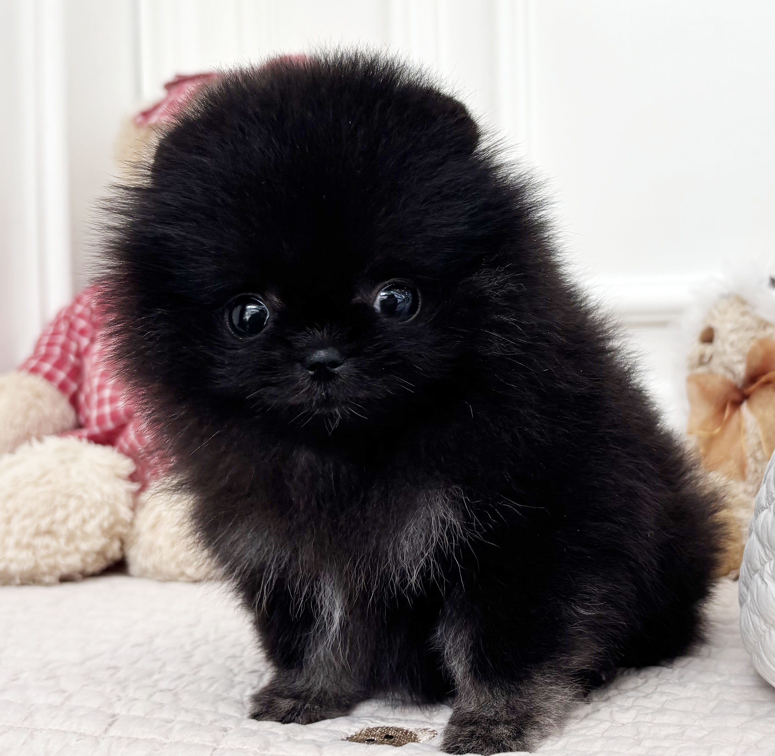 [할인분양/55만원]미니포메라니안/여아