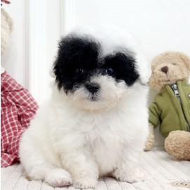 토이실버파티푸들/여아