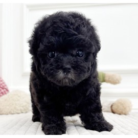 토이실버푸들/여아