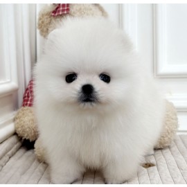 포메라니안/남아