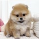 포메라니안/여아